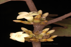 Diospyros candolleana